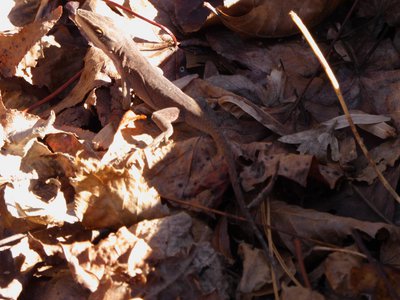 20181204 - Yates Mill - Carolina Anole 1