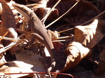 20181204 - Yates Mill - Carolina Anole 2