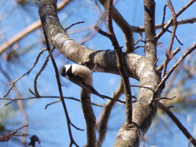 20181204 - Yates Mill - Carolina Chickadee