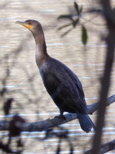 20181204 - Yates Mill - Double-crested Cormorant