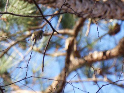 20181204 - Yates Mill - Golden-crowned Kinglet 1