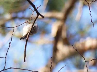 20181204 - Yates Mill - Golden-crowned Kinglet 2