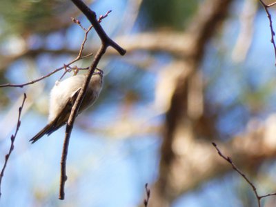 20181204 - Yates Mill - Golden-crowned Kinglet 3