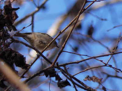 20181204 - Yates Mill - Golden-crowned Kinglet 4