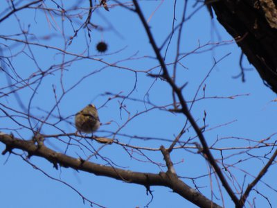 20181204 - Yates Mill - Golden-crowned Kinglet 5