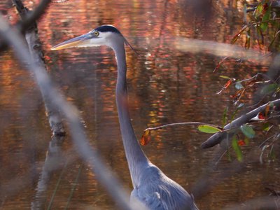 20181204 - Yates Mill - Great Blue Heron