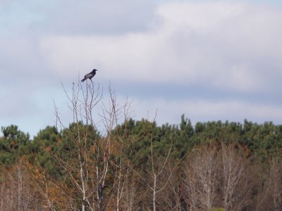 20181204 - Yates Mill - Mystery Corvid