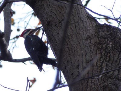 20181204 - Yates Mill - Pileated Woodpecker 1