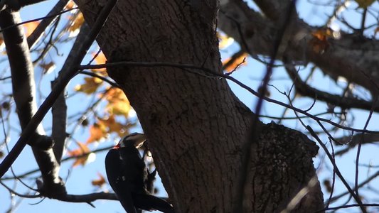 20181204 - Yates Mill - Pileated Woodpecker 2