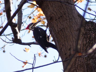 20181204 - Yates Mill - Pileated Woodpecker 3