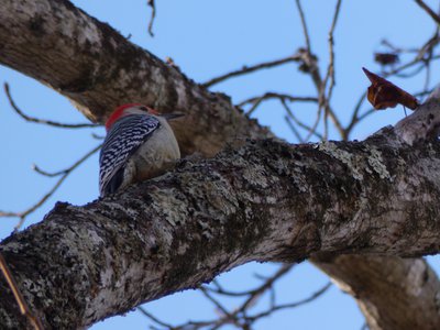 20181204 - Yates Mill - Red-bellied Woodpecker