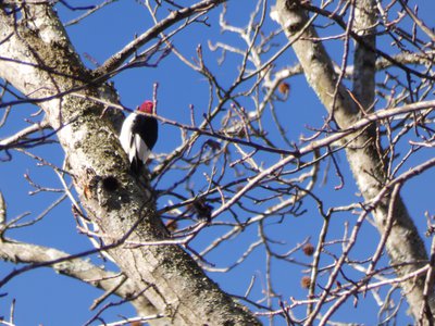 20181204 - Yates Mill - Red-headed Woodpecker