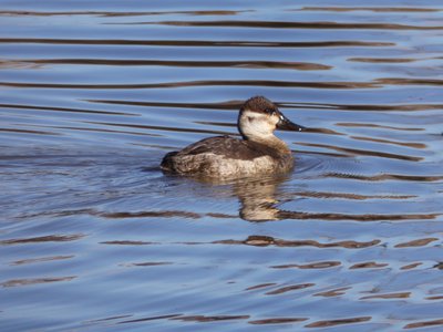 20181204 - Yates Mill - Ruddy Duck 1