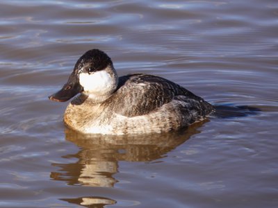 20181204 - Yates Mill - Ruddy Duck 2