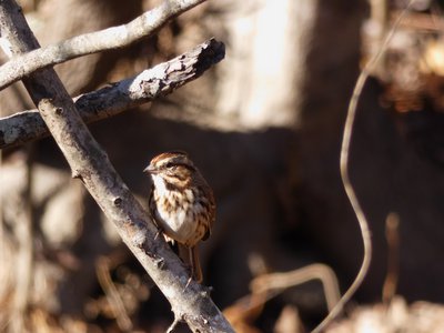 20181204 - Yates Mill - Song Sparrow 1