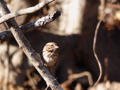 20181204 - Yates Mill - Song Sparrow 2