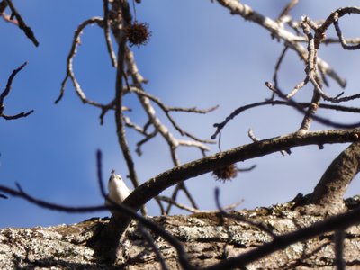 20181204 - Yates Mill - White-breasted Nuthatch 1