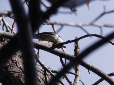 20181204 - Yates Mill - White-breasted Nuthatch 2