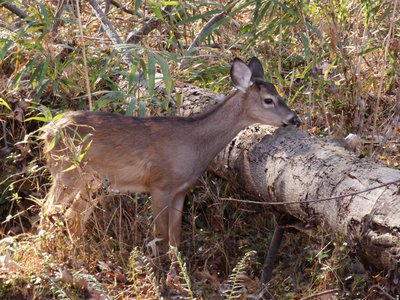 20181204 - Yates Mill - White-tail Deer 1