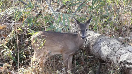 20181204 - Yates Mill - White-tail Deer 2