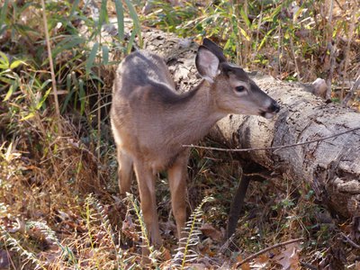 20181204 - Yates Mill - White-tail Deer 3