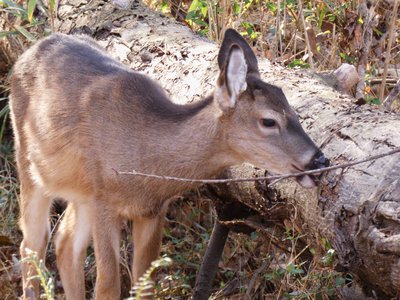 20181204 - Yates Mill - White-tail Deer 4