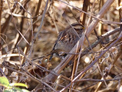 20181204 - Yates Mill - White-throated Sparrow