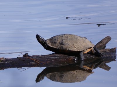 20181204 - Yates Mill - Yellow-bellied Slider 2