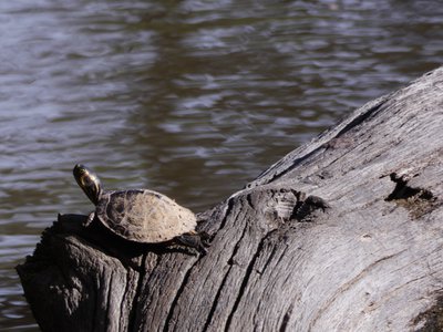 20181204 - Yates Mill - Yellow-bellied Slider 4