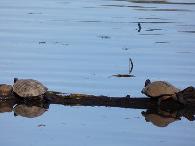 20181204 - Yates Mill - Yellow-bellied Sliders 1