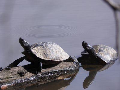 20181204 - Yates Mill - Yellow-bellied Sliders 3