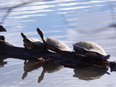 20181204 - Yates Mill - Yellow-bellied Sliders 5