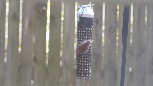 20181206 - Backyard - Carolina Wren