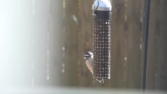 20181206 - Backyard - Downy Woodpecker 2