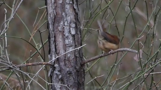 20181208 - Duke Forest Durham - Carolina Wren