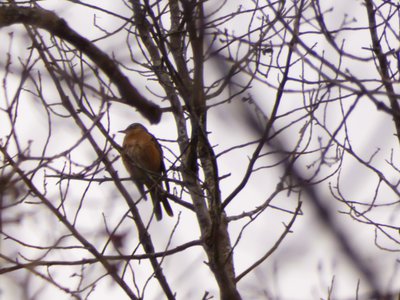 20181208 - Duke Forest Durham - Robin