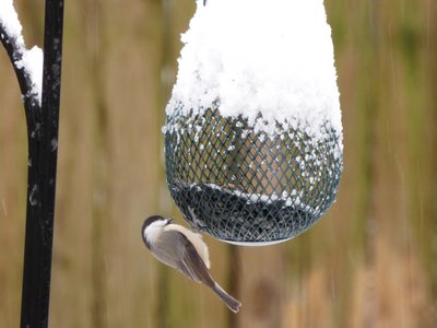 20181209 - Backyard - Chickadee