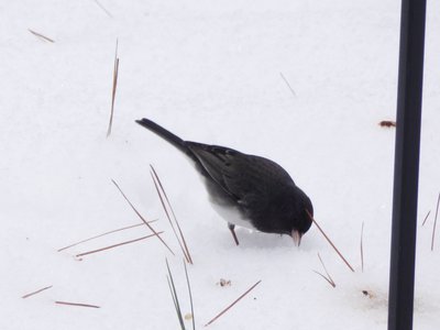 20181210 - Backyard - Dark-eyed Junco 1