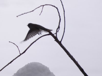 20181210 - Backyard - Dark-eyed Junco 2