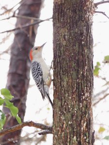 20181210 - Backyard - Red-bellied Woodpecker