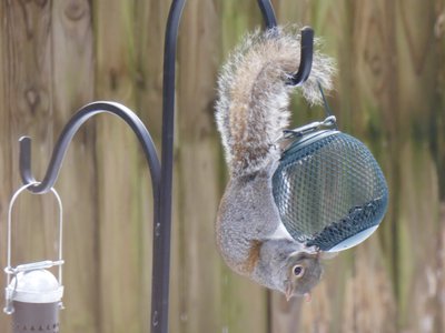 20181212 - Backyard - Squirrel 1