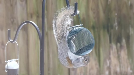 20181212 - Backyard - Squirrel 2