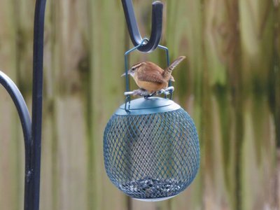 20181213 - Backyard - Carolina Wren