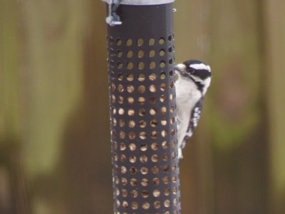 20181213 - Backyard - Downy Woodpecker