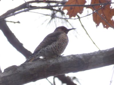 20181213 - Backyard - Northern Flicker