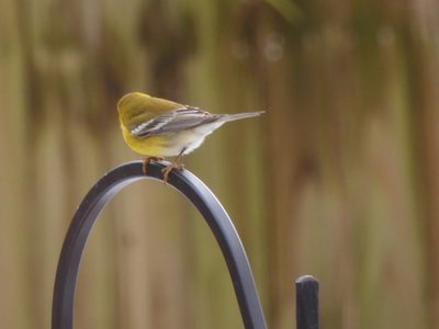 20181213 - Backyard - Pine Warbler