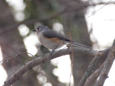 20181213 - Backyard - Tufted Titmouse