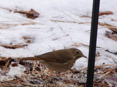 20181213 - Backyard - Wood Thrush