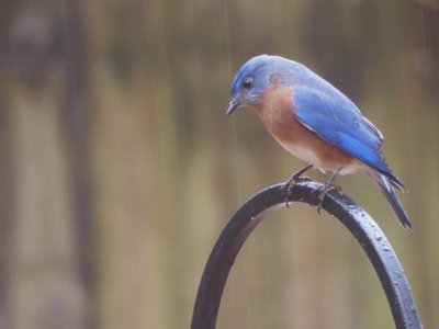 20181214 - Backyard - Eastern Bluebird 1