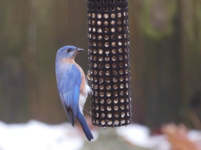 20181214 - Backyard - Eastern Bluebird 2